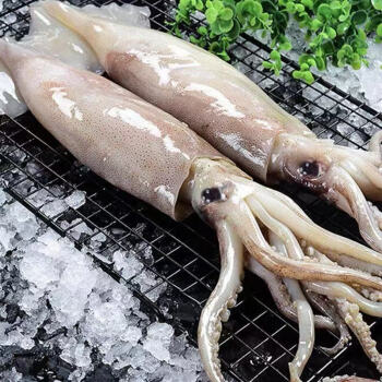 欧因鲜活深海捕冷冻水产新鲜大鱿鱼尤鱼整条整条鱿鱼5斤装净重约4斤