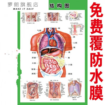 萝朗人体内脏解剖示意图医学宣传挂图人体器官心脏结构图海报d70寸