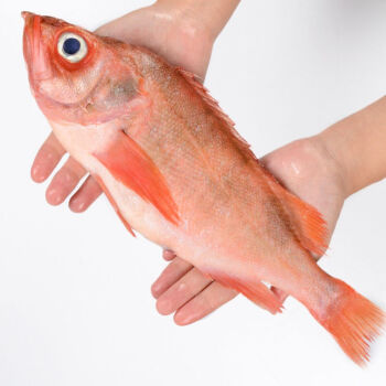 红石斑鱼整条鲜活冷冻大龙胆鱼富贵鱼深海鱼速冻鲜活海鲜水产罗菲迪新