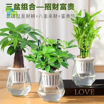 开花植物办公室四季好养绿植一帆风顺加厚跳舞玻璃盆发财树八面来财
