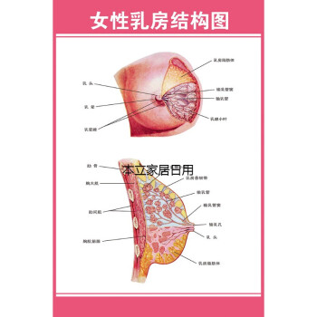 解剖图医院宣传挂图子宫妇科海报宫颈疾病示意图女性乳房结构图粉色边