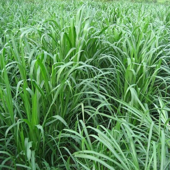 波思菊甜象草种子多年生四季高产牧草种子畜牧养殖牛羊兔鱼黑麦草籽甜