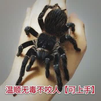京选推荐所罗门蜘蛛34大型宠物蜘蛛活观赏性蜘蛛所罗门89cm一对繁殖组