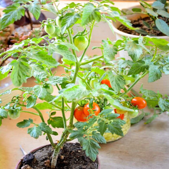 寿禾番茄种子大全四季粉果西红柿圣女果小番茄盆栽寿禾红果矮生番茄
