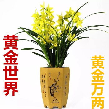兰花苗盆栽 建兰浓香四季君子兰花 墨兰 蕙兰室内花卉植物盆栽 黄金万