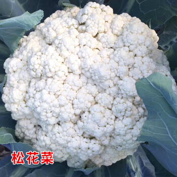 颜集卉青梗有机松花菜种子苗早中晚熟耐热寒菜花花椰菜种籽四季蔬菜种