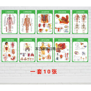 人体九大系统运动消化生殖泌尿神经解剖内脏骨骼肌肉医院医学挂图人体