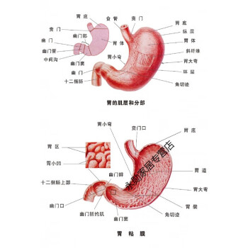 心脏结构图医院海报胃部结构示意图绿框80120厘米48寸pp胶薄撕开即贴