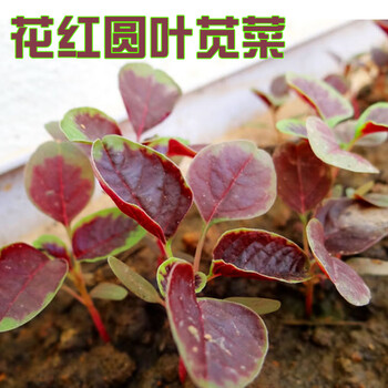 叶苋菜种子红叶白黄籽种四季孑春夏蔬菜野菜种籽 花红圆叶苋菜10g简装