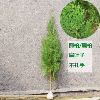 侧柏树苗扁侧柏树小苗松柏树苗绿化侧柏叶柏树苗木南北方种植厂区庭院