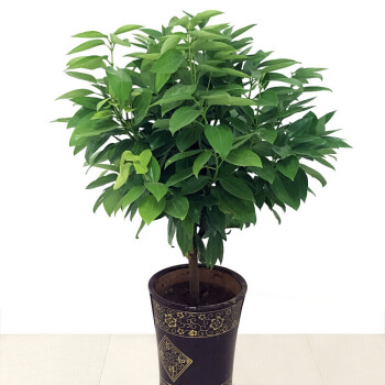 花卉小树苗室内客厅办公室植物盆栽 60cm平安树 不含盆【图片 价格