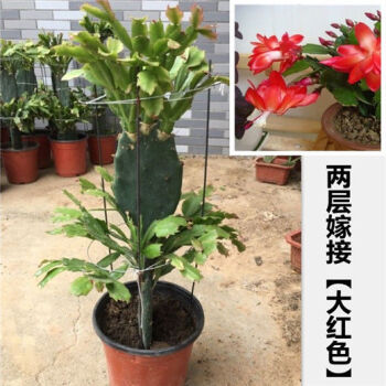 仙人掌嫁接蟹爪兰盆栽嫁接蟹爪兰盆栽双层嫁接好的蟹爪兰t6p仙人嫁接2