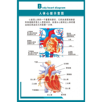 心脏的外形和血管医院医学人体结构解剖图海报挂图skids人体心脏示意