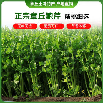 顺丰发货章丘鲍芹新鲜蔬菜礼盒5斤正宗鲍芹农家自种芹菜2斤