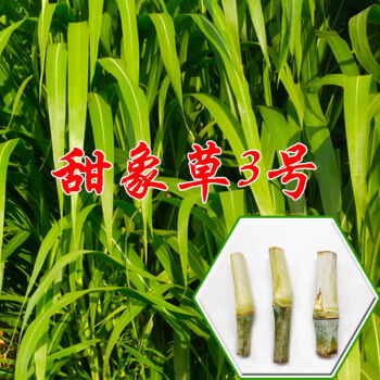 无毛甜象草3号新型皇竹草种节四季高产牧草牛羊多年生耐寒巨菌草农民