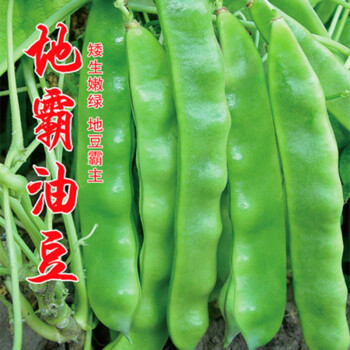 地霸油豆种子地豆种籽矮生将军王东北油豆芸豆豆角高产抗病地霸油豆20