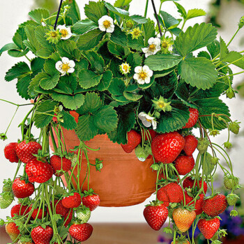 草莓苗盆栽阳台四季种植果苗食用奶油草莓秧室内带盆带土当年结果久香