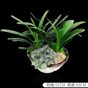 精品君子兰组合盆栽大花观花绿植办公室内盆景客厅书房常青君子兰d款
