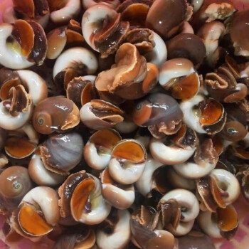 生鲜香螺鲜活猫眼螺扁玉螺沙螺海鲜水产贝类海螺章鱼安德兰香螺一斤20