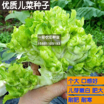 精品四川儿菜种子抱子芥菜种籽娃娃菜胖儿菜秋季阳台四季蔬菜种孑儿菜