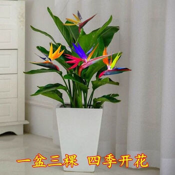 天堂鸟盆栽吸甲醛室内客厅鹤望兰花苗四季开花卉绿植物阳台庭院彩虹