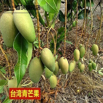 不活补发 5年大苗 四季台农一号澳嫁接红象牙金煌芒果苗盆栽地栽当年