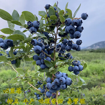 蓝莓树苗 蓝莓树果苗盆栽地栽水果树当年结果南方北方种植特大蓝莓