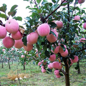 菜友苹果树果苗盆栽地栽南方北方种植当年结果冰糖心寒红富士苹果苗苗
