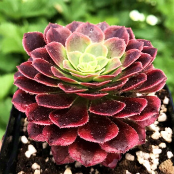 花络阁 多肉植物 铜壶法师 红覆轮锦 万圣节 灿烂缀化 嘉年华 翡翠冰