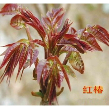 虞润红油香椿树苗香椿苗南方北方种植食用红芽香椿苗盆栽地栽红椿二年