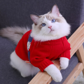 猫咪衣服冬季保暖可爱布偶狗狗猫猫防掉毛小猫宠物幼猫的秋冬毛衣wt