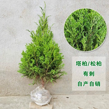 柏树苗松柏侧柏树苗扁柏圆柏松树塔柏宝塔松龙柏苗墓地柏树塔柏18米