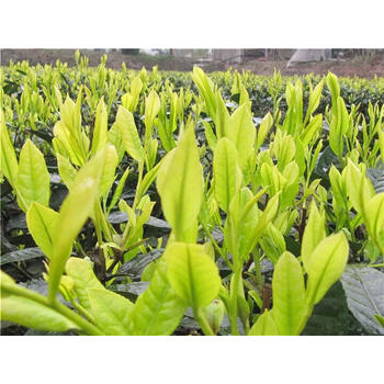 茶叶苗安吉白茶黄金芽茶叶树苗普洱茶龙井碧螺春南方种植茶树苗绿茶3