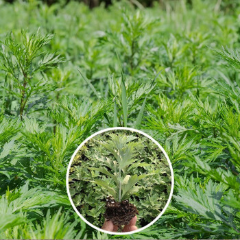 寿禾 艾草种子可食用驱蚊种植苗子艾蒿大叶家庭春夏秋季播种蔬菜种籽