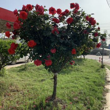 树状月季花苗庭院阳台盆栽地栽树桩月季老桩多色大花红扇15厘米粗不含