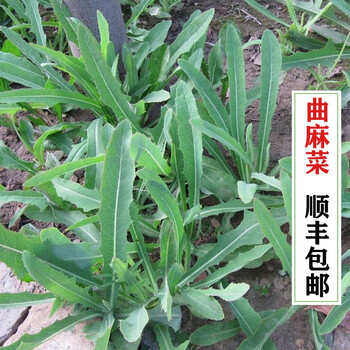 顺丰特心鲜新鲜苦菜曲曲菜苦麻子曲麻菜苣荬菜野菜1500g