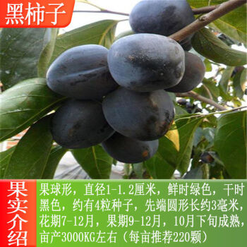 虞润 柿子树苗嫁接日本甜脆柿树盆地栽南北方种植磨盘当年结果黑柿子