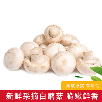口蘑新鲜白蘑菇口菇食用菌菇火锅类食用时令蔬菜现摘现发1斤2斤