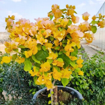 凝慧重瓣三角梅盆栽带花发货庭院阳台观花花卉植物柠檬黄带花发货带土