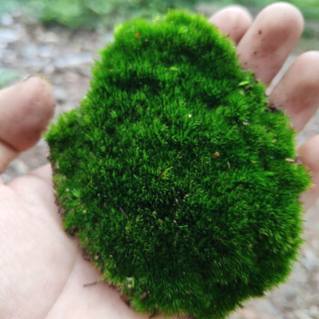 苔藓草植物鲜活微景观diy植物盆景铺面装饰雨林缸青苔植物细绒藓平米