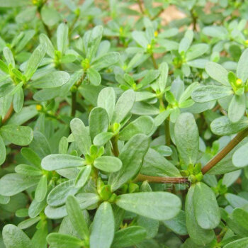 野生食用马齿苋种籽马齿苋菜马苋菜野菜籽种四季春季春夏蔬菜种子