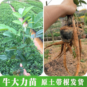 小叶牛大力种植苗大中小叶牛大力苗种植苗大力牛古大力苗 小叶牛大力1