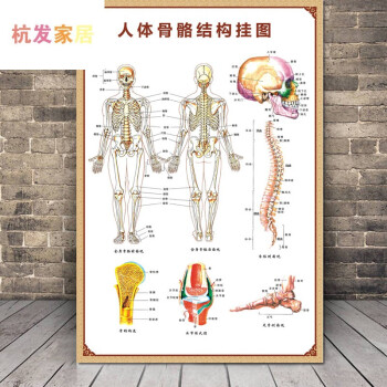 8-人体骨骼结构挂图 pp(撕开即贴)100x150(厘米)=70寸