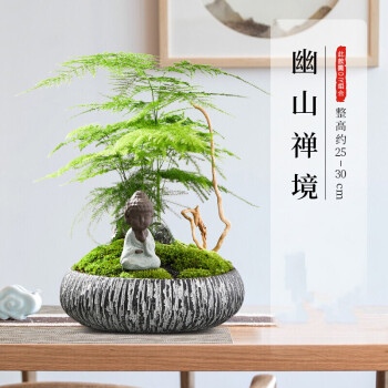 乾林轩文竹盆栽盆景植物客厅办公室内桌面四季水养花卉好养水培大小
