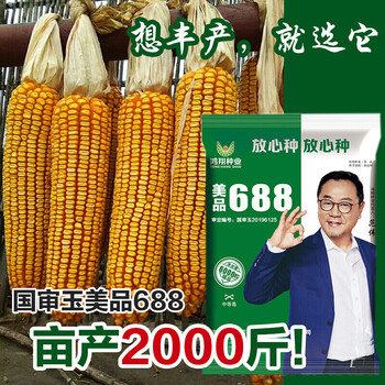 矮大棒沈玉21大田种植杂交玉米种子基地高产大穗抗病国审玉米美品