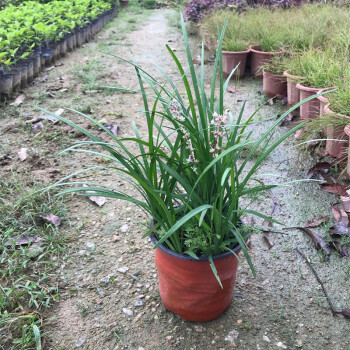 庭院春草盆栽春草苗兰潮汕喜庆花草家庭用麦冬草草头香抹仔草株型小苗