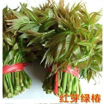 虞润红油香椿树苗香椿苗南方北方种植食用红芽香椿苗盆栽地栽红芽绿椿