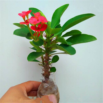 吉翼通吉翼通虎刺梅花卉大叶虎刺梅盆栽铁海棠大花红色老桩多季开花