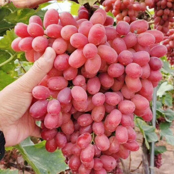 新疆克瑞森葡萄无籽红提5斤新鲜孕妇时令当季水果新鲜