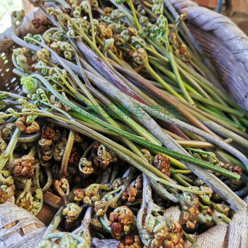 新鲜现摘野生蕨菜拳头菜农家野菜山野菜3/5/9斤蕨苔蕨根龙爪 现摘新鲜